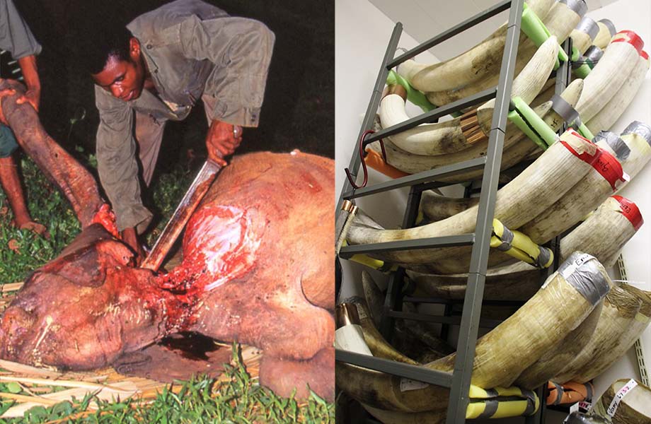 Elefantenjagd in Afrika, illegaler Stoßzahnhandel und fragwürdige Elfenbeinkunst